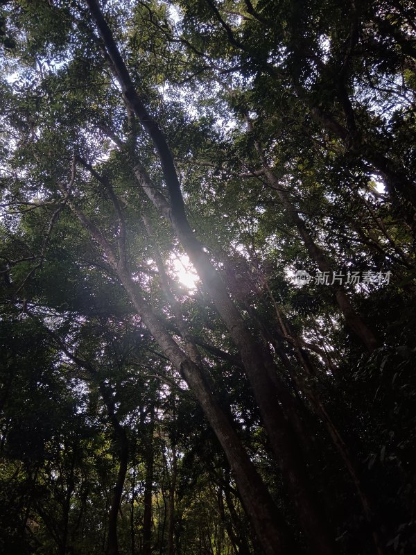 阳光透过茂密树林的自然景象