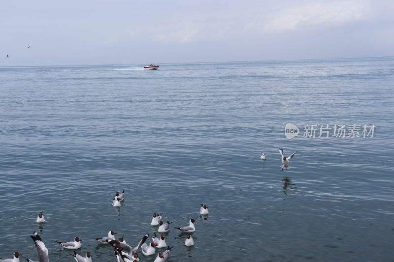 戏水在宁静湖面上的海鸥