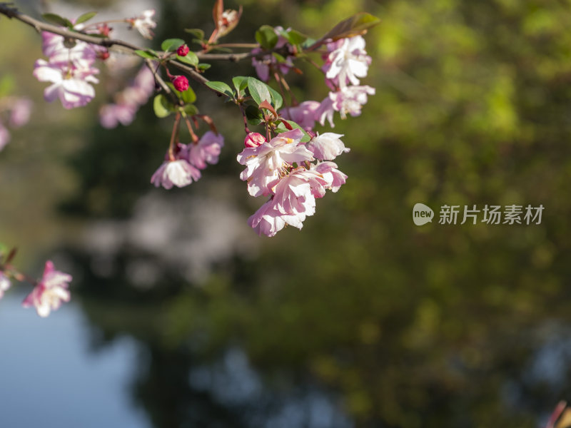 杭州西湖花港观鱼风景