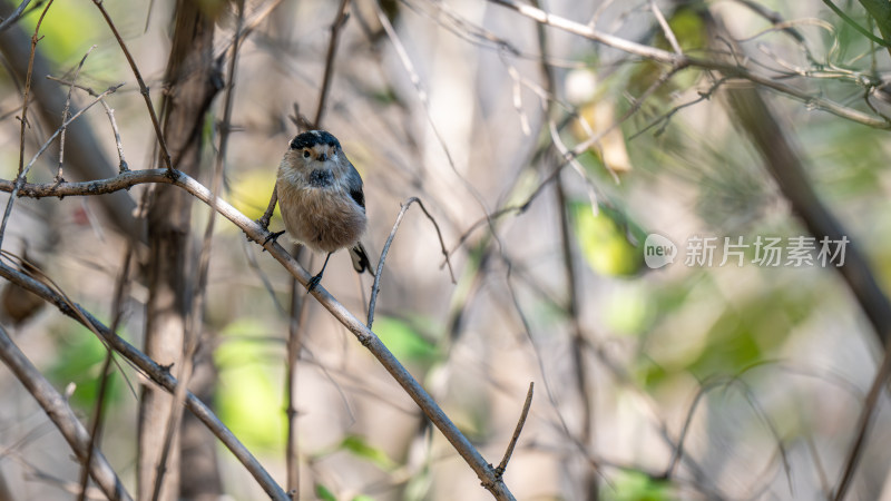 银喉长尾山雀（Aegithalos glaucogularis）