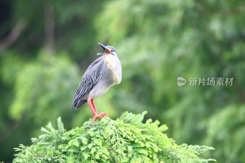 绿野飞歌——綠鹭