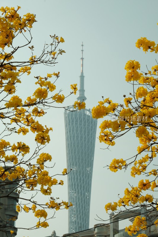 黄花风铃木与广州塔