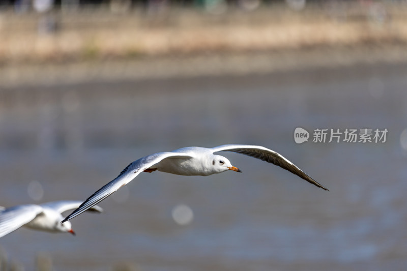 海鸥、红嘴鸥