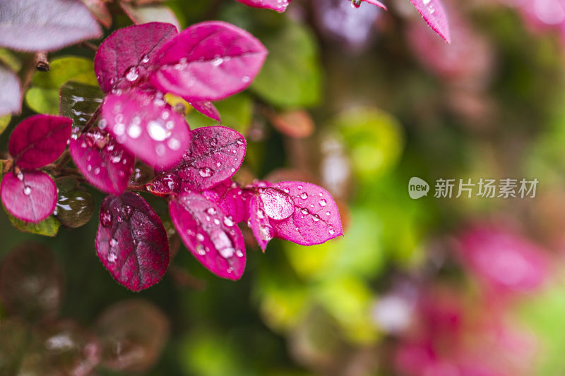 清晨的露水打在一种紫色叶子的植物上面