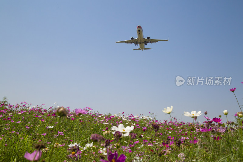 成都空港花田