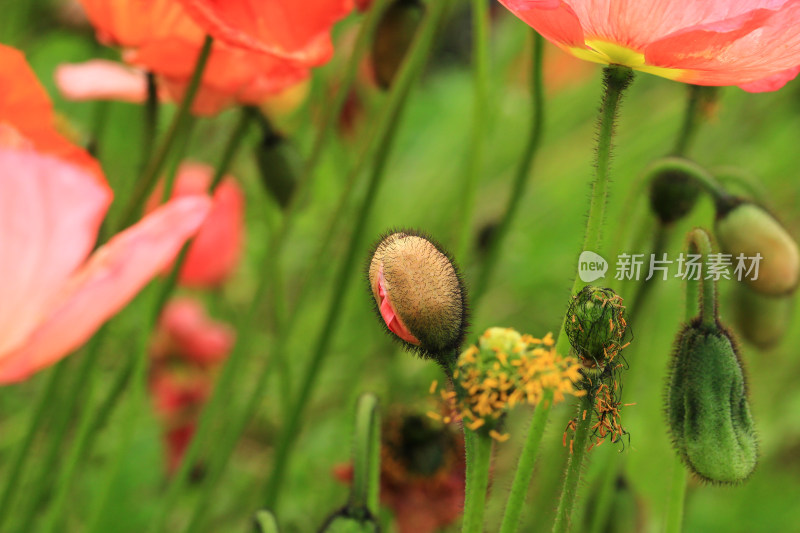 带绒毛的植物花苞虞美人花朵