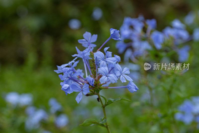 公园里的蓝雪花