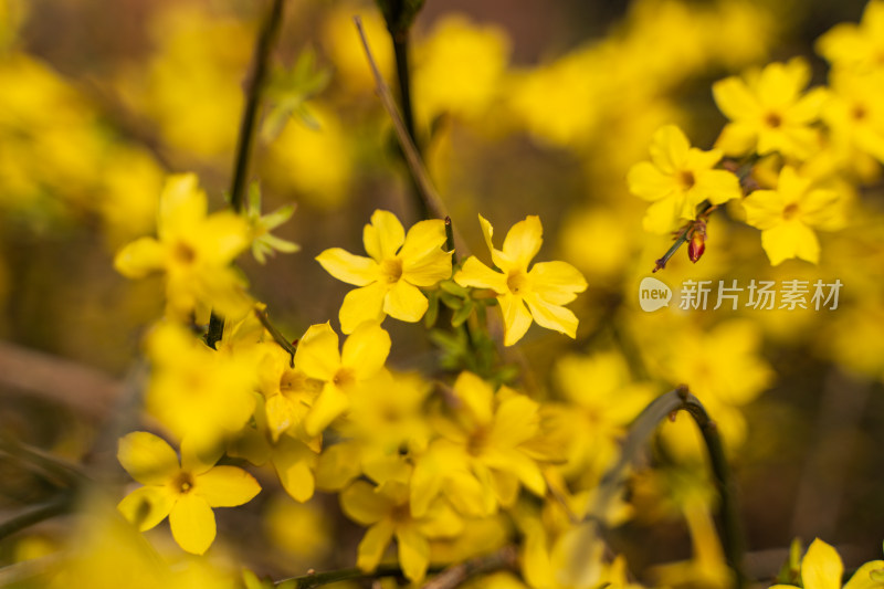 迎春花春天小黄花假日旅行