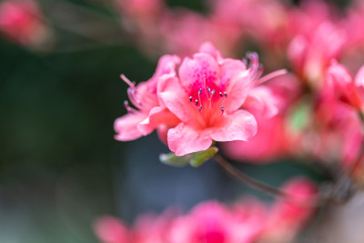 杜鹃花、映山红