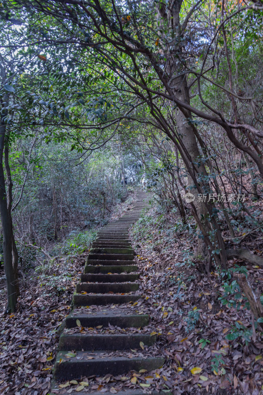 杭州午潮山石阶路景，绿意盎然的登山小径