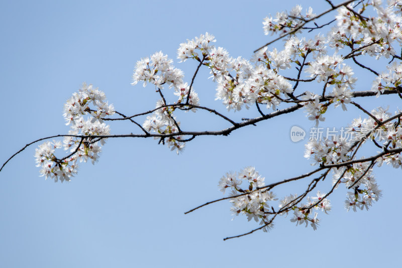 春天晴空下的白色樱花枝头绽放