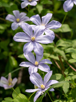 春天的野生铁线莲开花