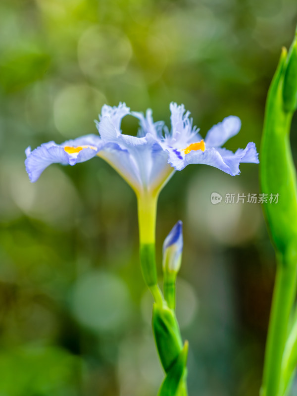 春天里的鸢尾花