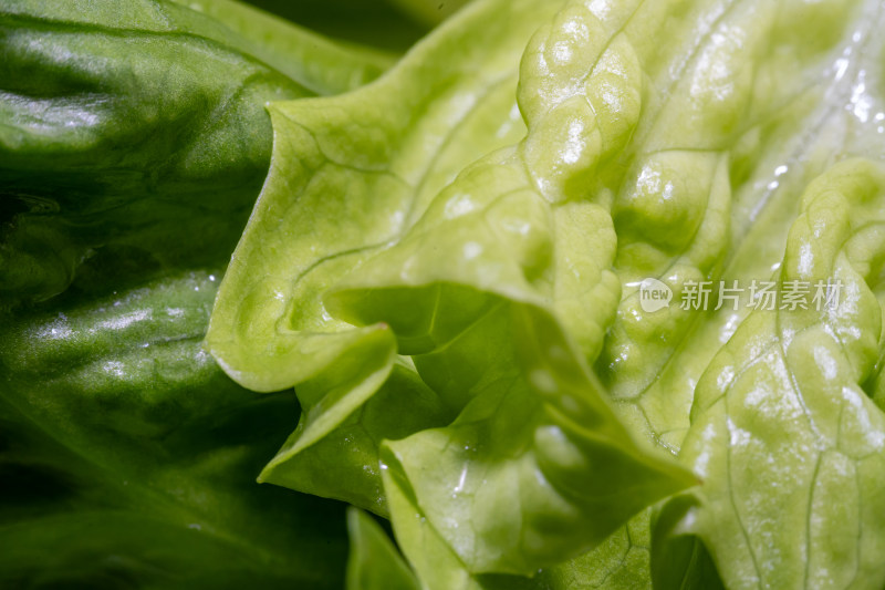 新鲜生菜特写