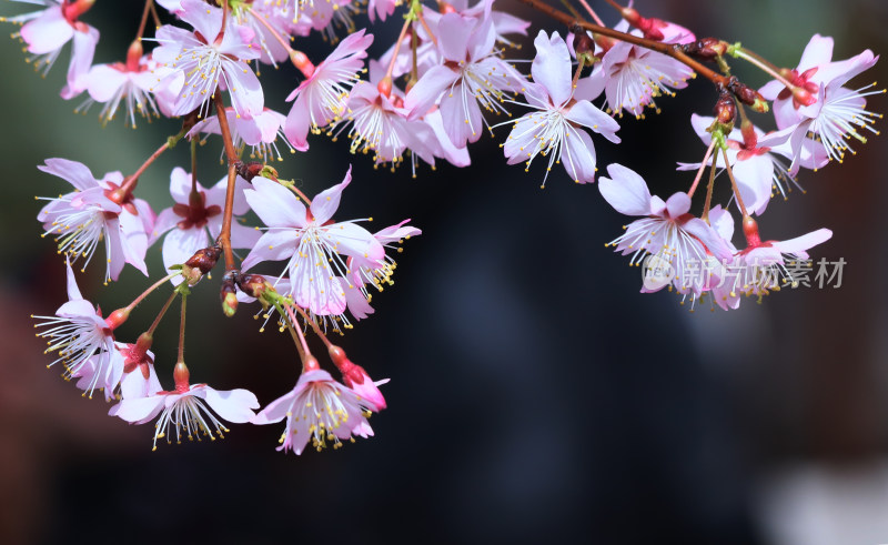 明媚春光下盛开的樱花壁纸北京城市旅游