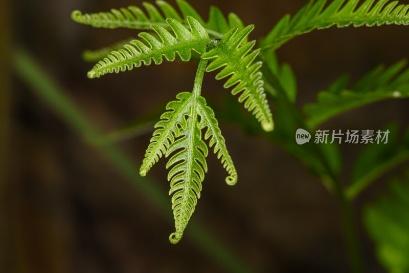 绿色蕨类植物微距特写