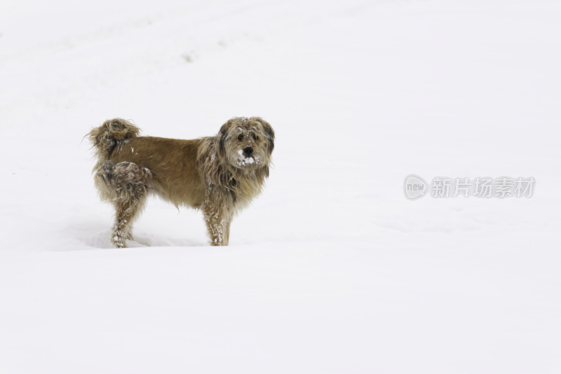 雪地里的小黄狗