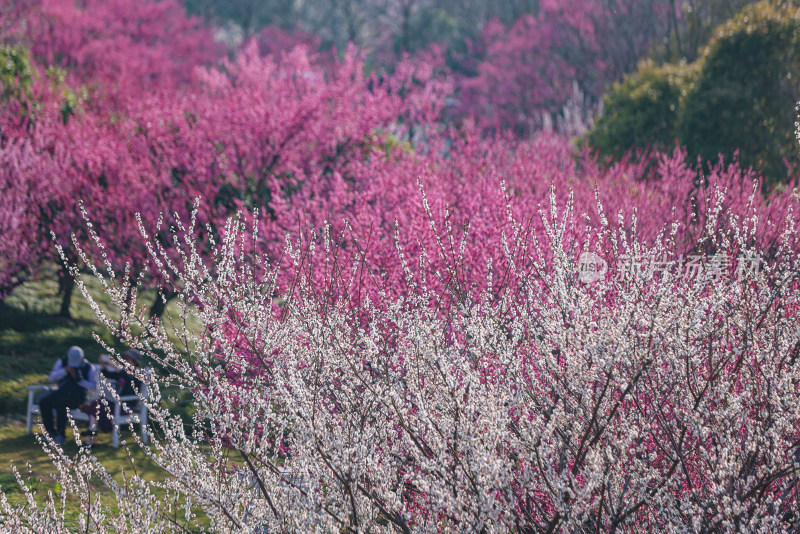 花开海上梅花节