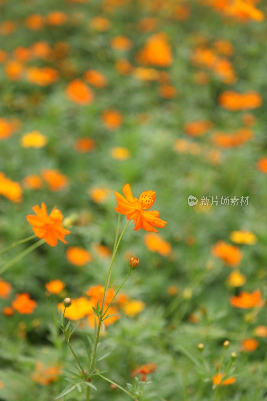 野菊花系列