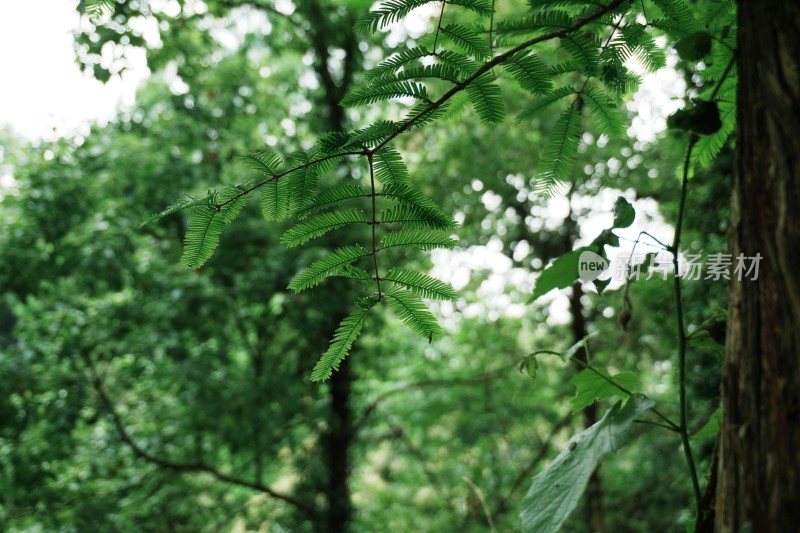 绿色树木背景