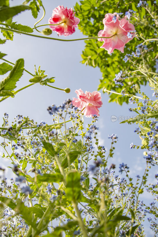 花朵花园壁纸