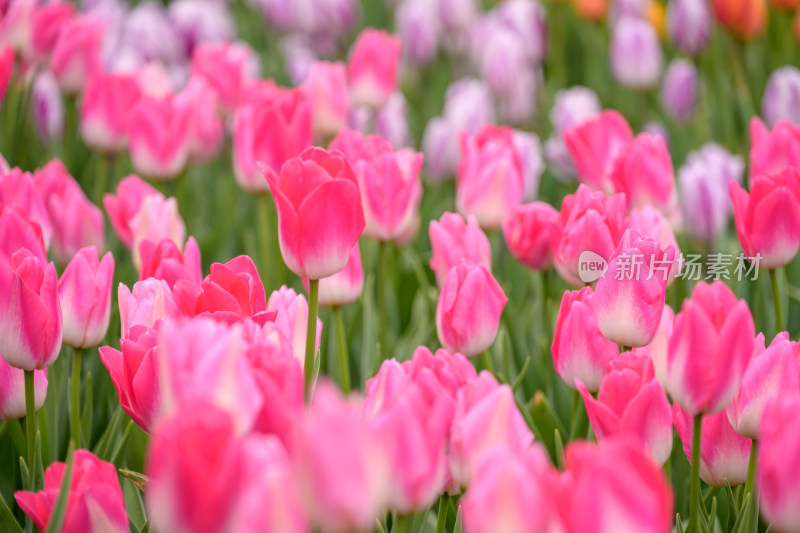 郁金香花海