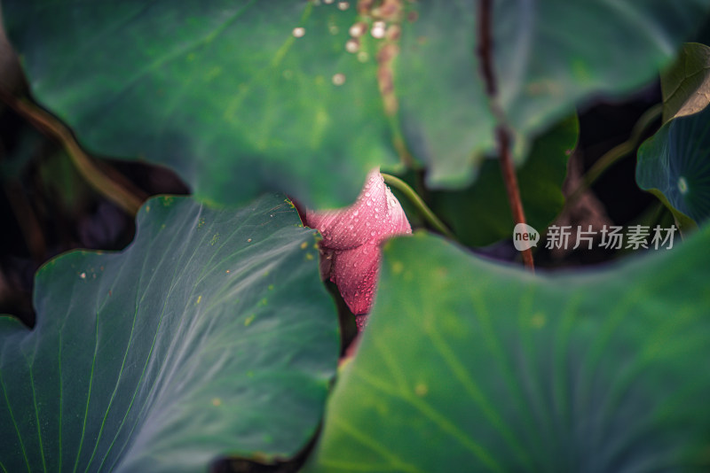 夏天雨后的荷花挂满水珠