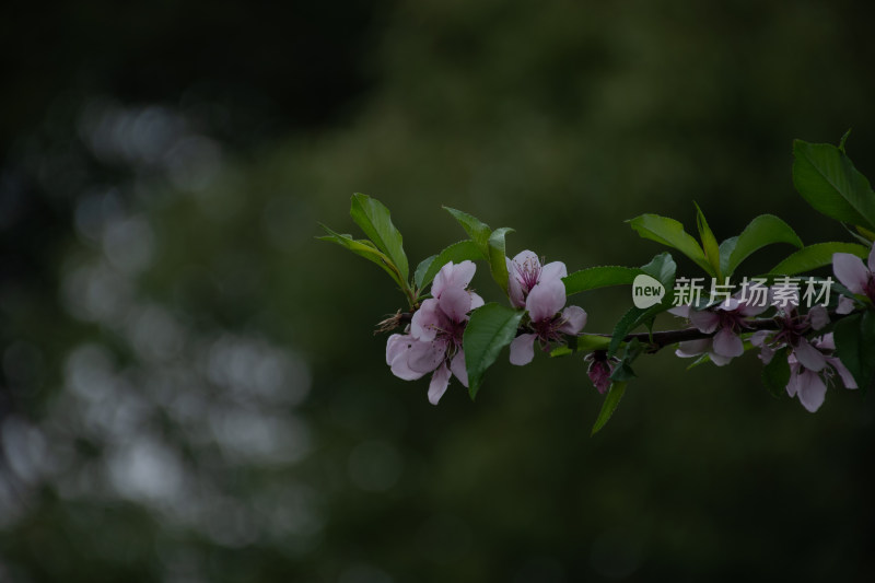 绽放的粉色桃花枝特写