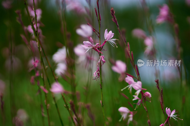 五彩斑斓的花卉