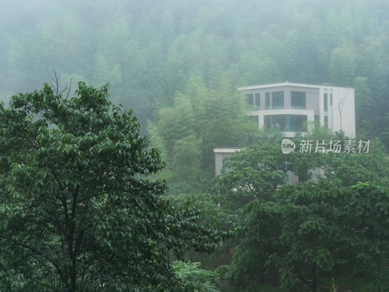 安吉夏天雨季山间竹林云雨