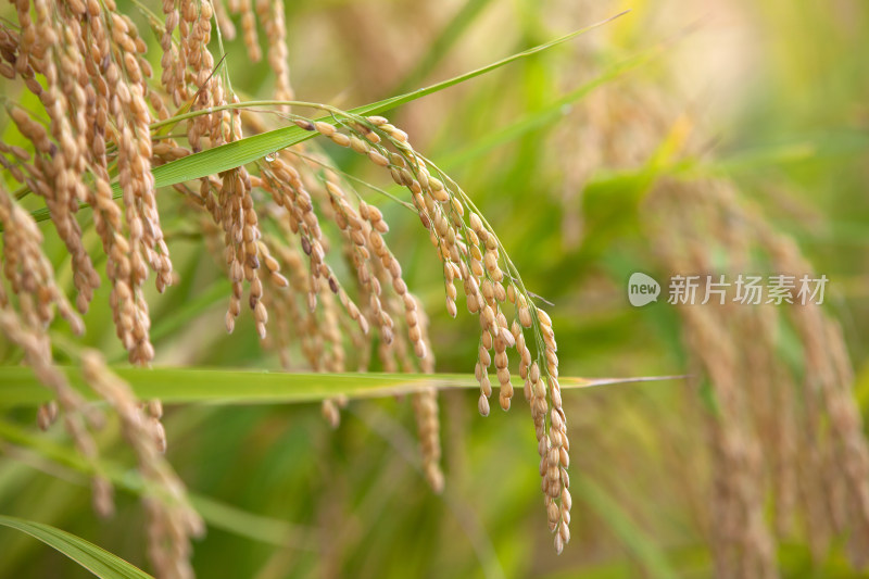 田间即将成熟的水稻稻穗特写