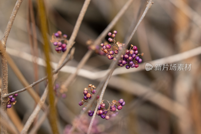 长在枝条上的紫色果实特写