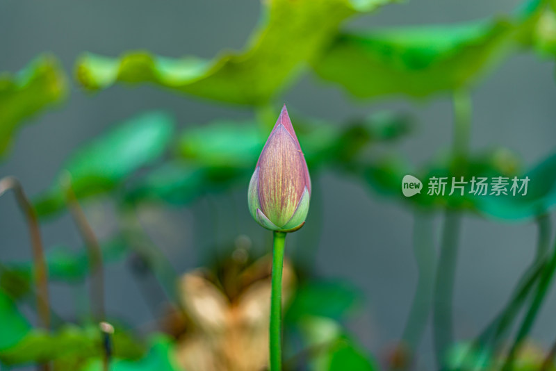 池塘里的荷花荷叶