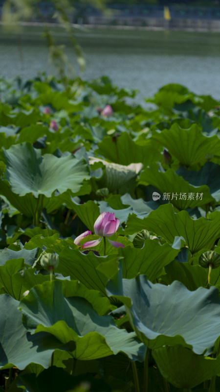 满池荷叶中绽放粉色荷花的自然美景