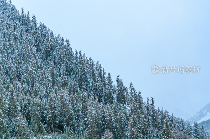 青海祁连卓尔山树林自然唯美雪景风光