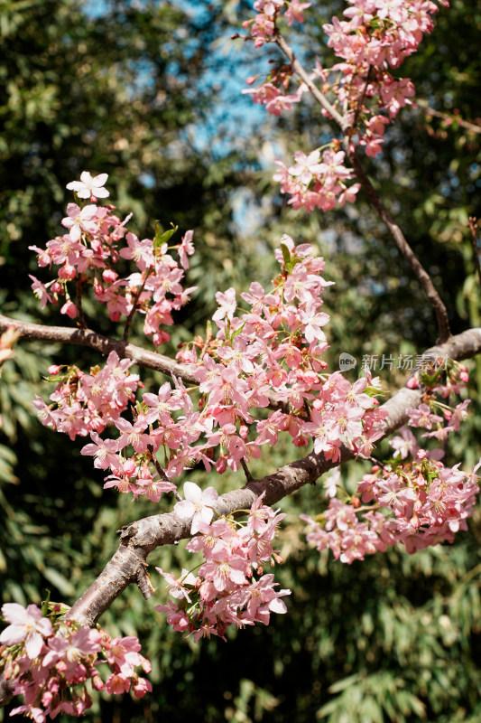 北京玉渊潭公园樱花节樱花树樱花