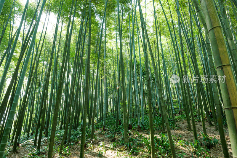 四川宜宾蜀南竹海自然风光