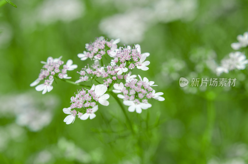 特写白色小花绿植背景