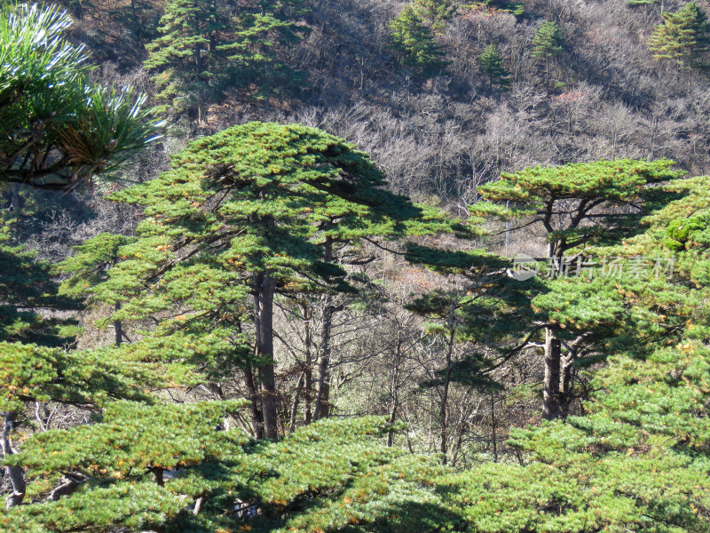 中国安徽黄山旅游风光