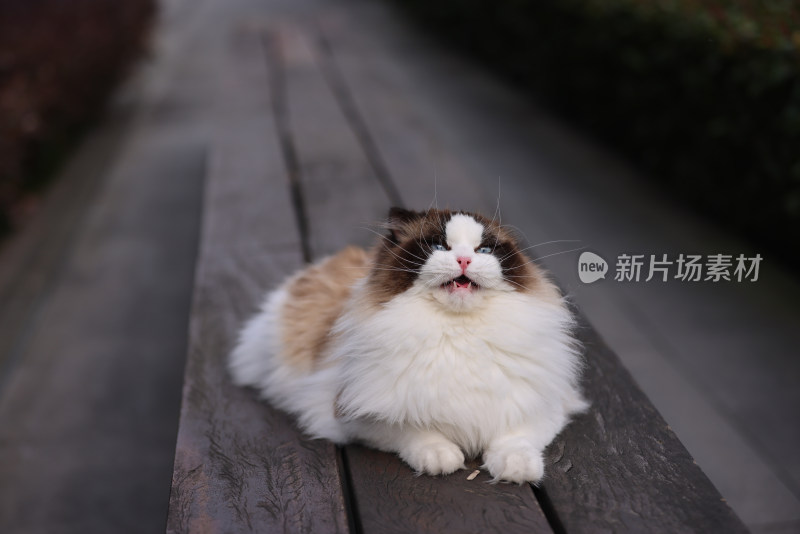 一只在公园长椅上玩耍的布偶猫
