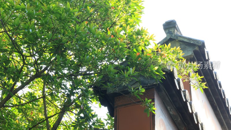 中式建筑旁的绿树景观