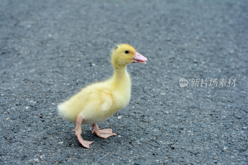 在路上行走的小黄鸭