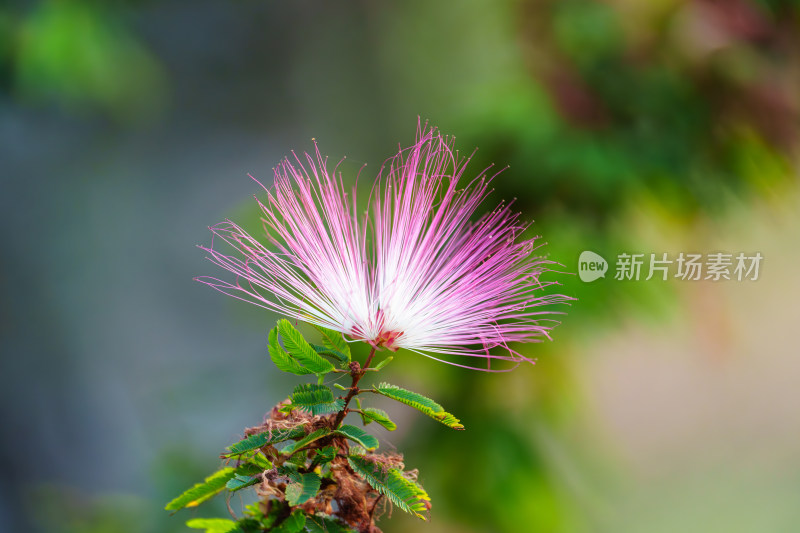 粉红羽毛合欢花特写