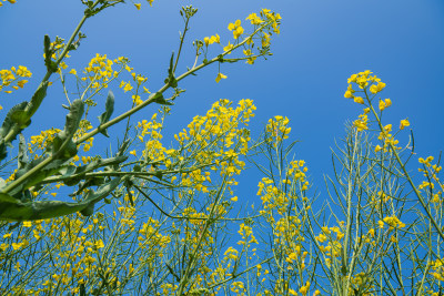 云南省丙麻乡油菜花海