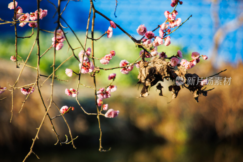 枝头绽放的粉色梅花特写