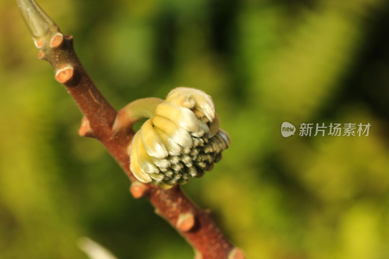 结香花花蕾实拍素材