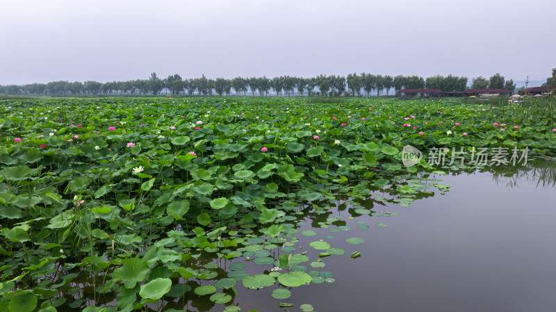 夏季荷塘绿色环境公园