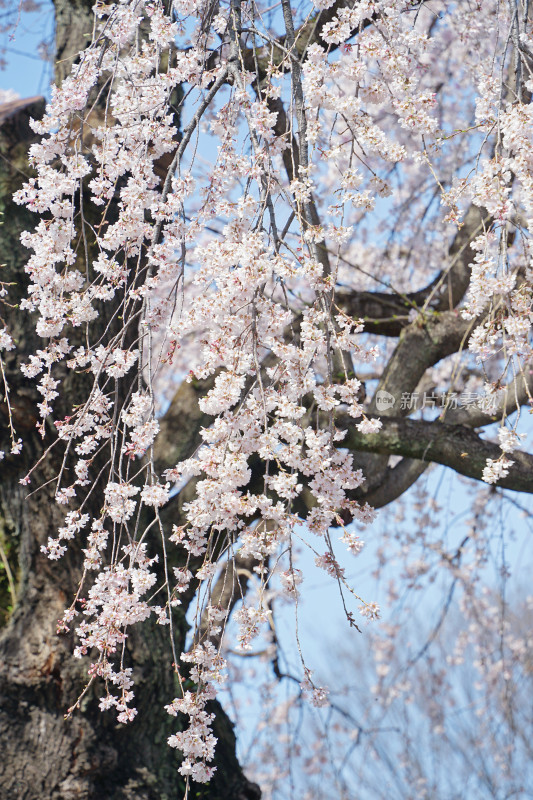 日本，川越喜多院，日式建筑与垂枝樱