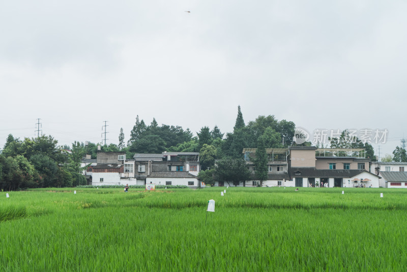 碧绿稻田田园风光