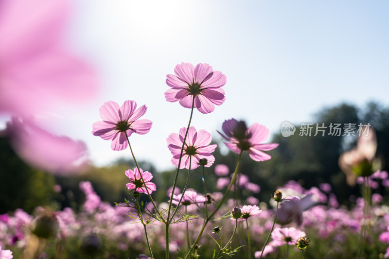 日出格桑花特写